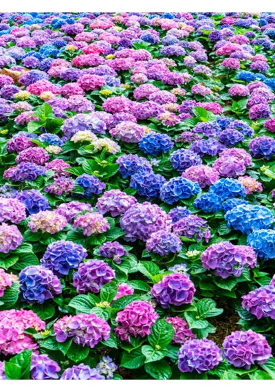 Videolu Eflatun Ortanca Çiçeği 30-50cm 1 Adet Saksılı /tüplü Çiçekli Bodur Bitki Rhododendron