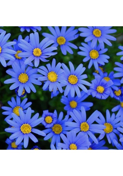 Sky Blue Aster Çiçeği Tohumu 100 Tohum