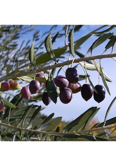 Gemlik - Trilye Zeytin Fidanı Tüplü Ve Aşılı 3 Yaş 3 Adet