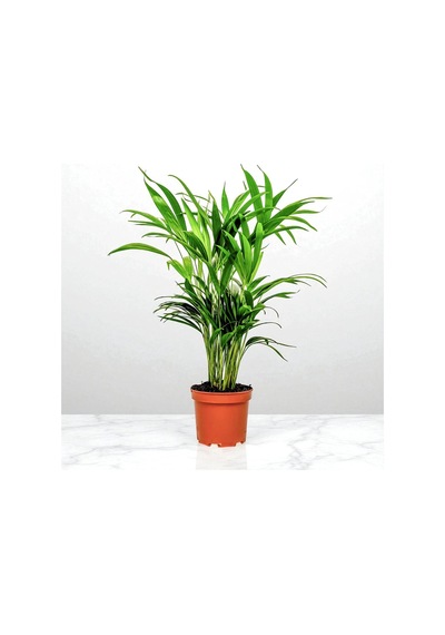 Areka Palmiyesi Dypsis Lutescens 80-100cm