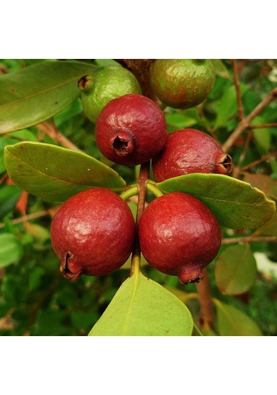 Çilek Guavası Fidanı 6 Yaş 150 Cm