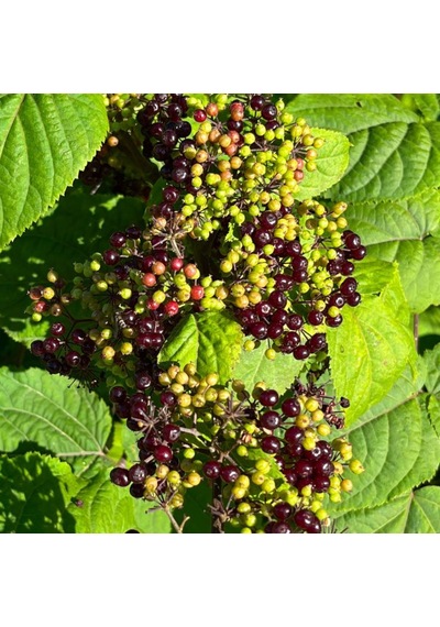 Kara Mürver Fidanı Sambucus Nigra - Sağlıklı Meyveli Bitki