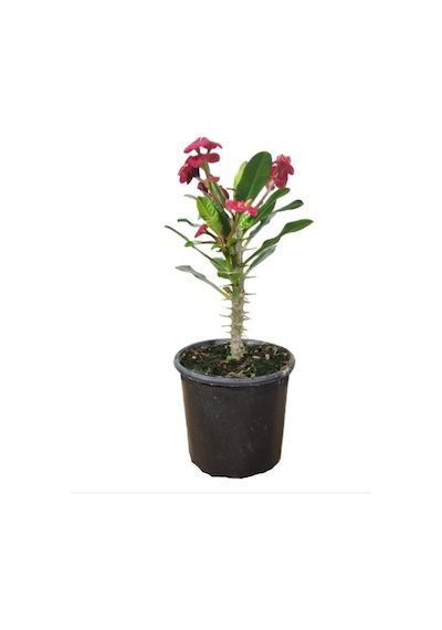 Efhorbia-dikenler Tacı Çiçeği Fidanı Kırmızı 10-20 Cm