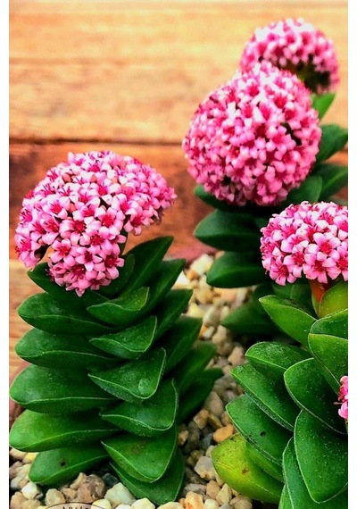 Mum Hoya Çiçeği Iç Mekan Ve Balkonda Bakılır Minik 5.5cm /şuan Çiçeksizdir