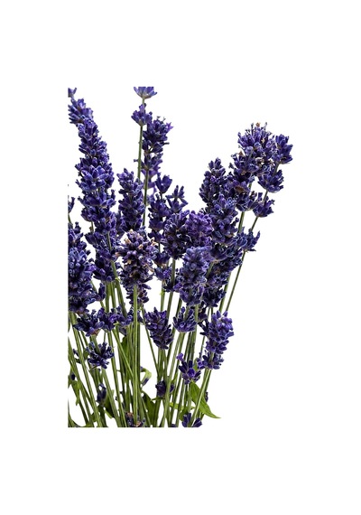 Tr Zevli Canlı Aromatik Mutfak Bitkileri Lavanta Fidesi