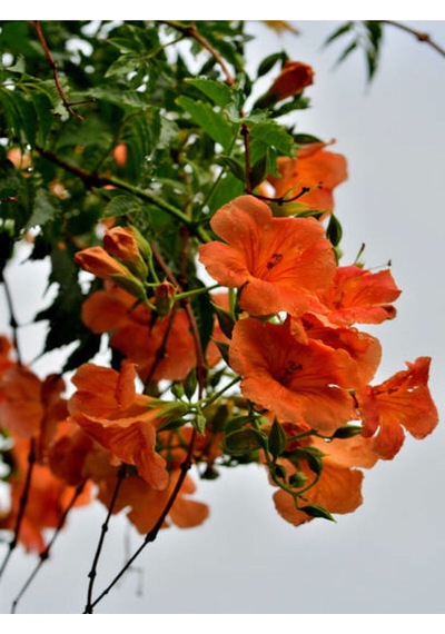 Turuncu Japon Gülü Çiçeği Fidanı 20-45 Cm Saksılı Çiçekli Bodur Bitkiler Hibiscus Rose