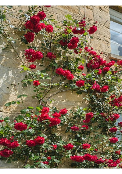 Videolu Sarmaşık Gül Kırmızı Renkli 30 60 Cm 3 Adet Tüplü Aşılı Gül Red Rose