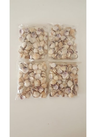 Küçük Deniz Kabuğu Süs Dekoratif Akvaryum Süsleme 100 Gr