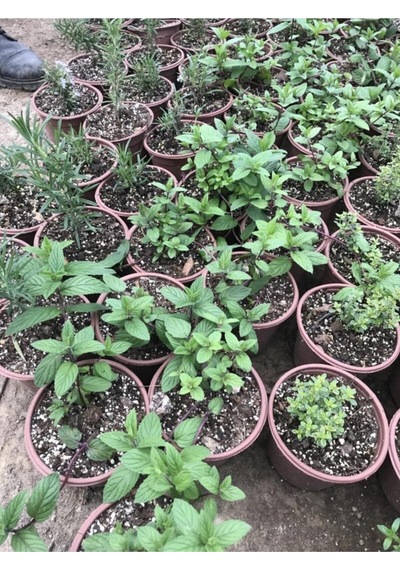 Saksılı Nane Fidanı Fidesi 1 Adet 10-20 Cm Mentha
