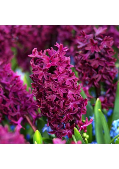 Woodstock Sümbül Hyacinthus Soğanı 3 Adet