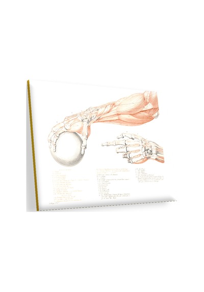 Cakasepetim İnsan Anatomisi El Kol Görseli Ahşap Mdf Tablo