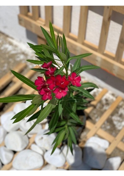 Koyu Kırmızı Zakkum Çiçeği Çok Yıllık 1 Adet Saksılı/ Tüplü 30-60 Cm Red Oleander