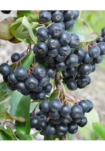 Viking Siyah Aronya Fidanı Aronia Chokeberry