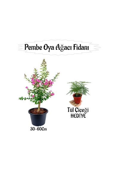 Pembe Oya Ağacı Fidanı 1 Adet Saksılı+tül Kuşonmaz Çiçeği Hediyeli