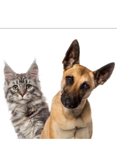 Kedi Ve Köpek Evcil Hayvan İçin Parfümlü Dışkı Kusmuk Leke Sökücü Sprey