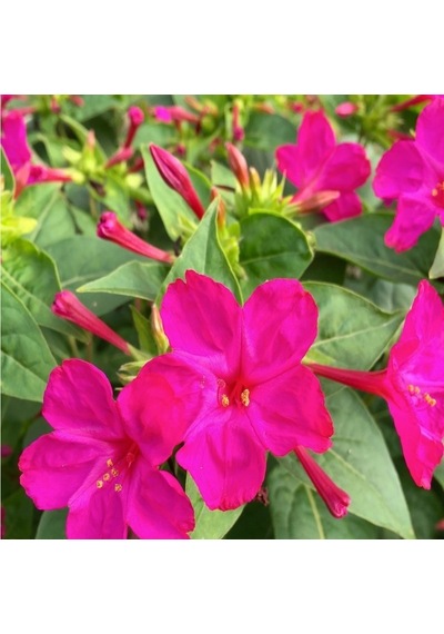 Violet Pink Akşam Sefası Çiçeği Tohumu 20 Tohum