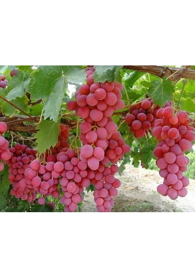 TÜPLÜ RED GLOBE ÜZÜM FİDANI İRİ TANELİ 2 YAŞ