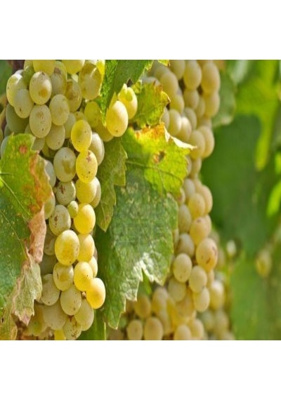 Tüplü Chardonnay Üzüm AsmaBağ Fidanı