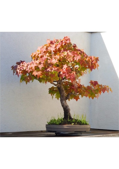 Bodur Çınar Bonzai Ağacı Tohumu 5 Adet Bonsai Ağacı Tohumu