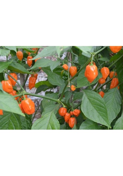 Acı Habanero Biber Tohumu Ekim Seti 5 Tohum + Saksı + Toprak