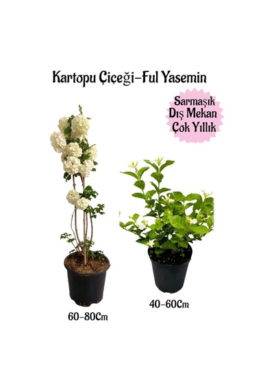 Kartopu Çiçeği 1 Adet +kokulu Ful Yasemin 1adet Saksılı Bahçe Peyzaj Seti
