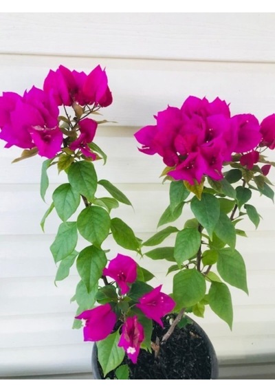 Bodur Begonvil Saksılı 70-80 Cm Boy Bougainvillea