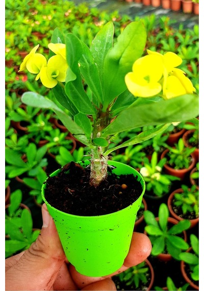 Videolu Sarı Çiçekli Milli Dikenler Tacı 10 45 Cm Saksılı Canlı Kaktüs Euphorbia