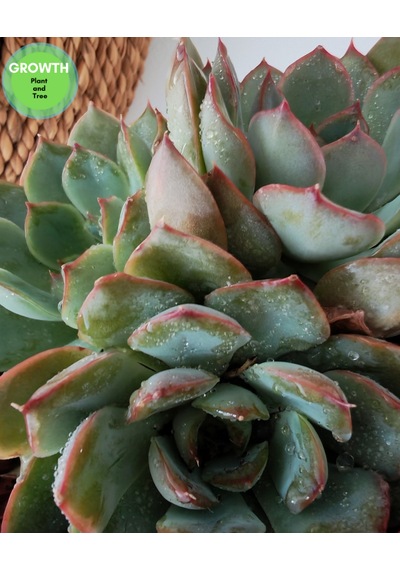 Echeveria Pink Edge 1 Adet