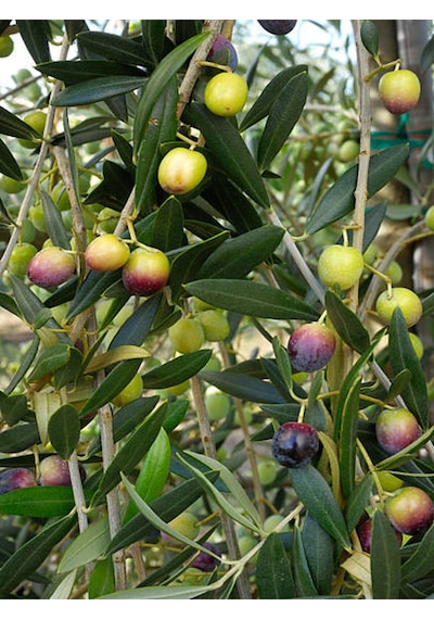 Videolu Gemlik Trilye Bodur Zeytin Fidanı 6 Adet 50-70 Cm Olive Sapling Bahçe Bitkisi