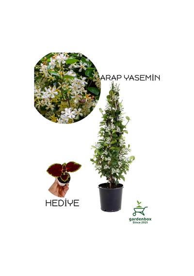 Mis Kokulu Arap Yasemin Çiçeği 1 Adet Saksılı/tüplü 30-60cm+yaprak Güzeli