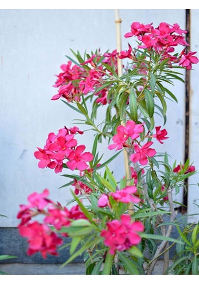 Pembe Zakkum Fidanı, 1 Adet