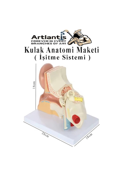 Kulak Anatomisi Modeli 1 Adet İnsan İşitme Sistemi Ses Anatomik Modeli Deney Bilim Tıbbi Model Kulak Maketi Masaüstü