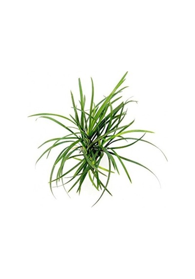 Osmanlı Çimi -ophiopogon Japonicus - 45 Adet