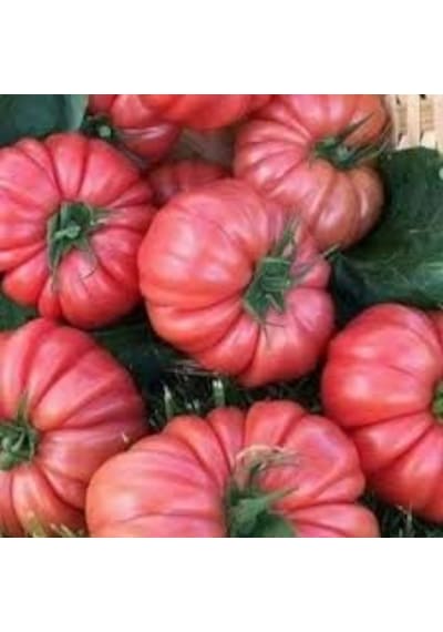 150 Adet Tohum Organik Hobi Bahçe Saksılık Pembe Bulgar Domates T