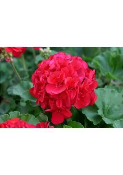 Sardunya Fidanı Kırmızı Çiçekli 10-20 Cm