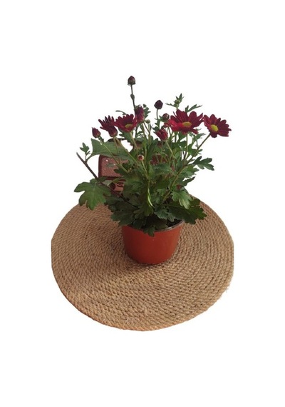Kasımpatı Çiçeği 20-30 Cm