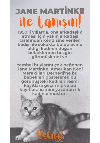 Petjoo 5.Jane Martinke Turuncu-Gri Qr'lı Kedi Künyesi