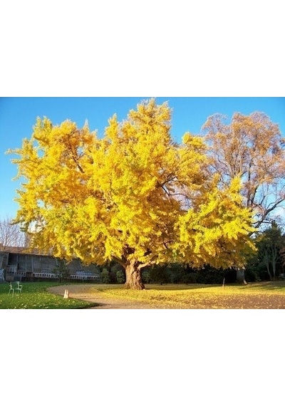 2 Yaş Ginkgo Biloba Mabet Ağacı Fidanı