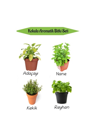 Aromatik Kokulu Mutfak Seti Adaçayı+nane+kekik+reyhan Fidesi 4 Adet