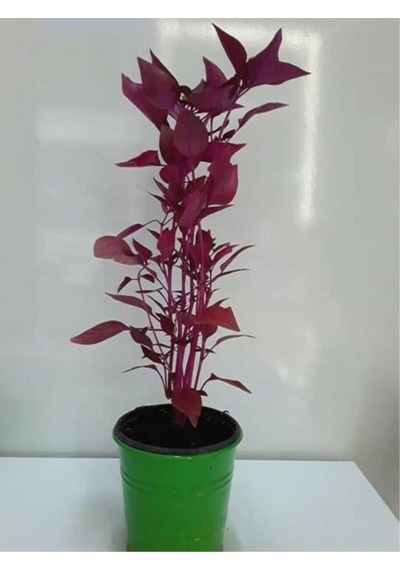 Çingene Şalvarı Fidesi Fidanı 10-20 Cm