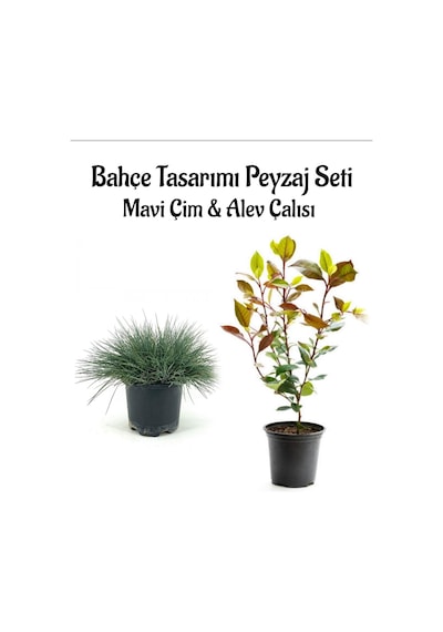Mavi Çim 1 Adet Saksılı 10-20cm +alev Çalısı 30-60cm 1 Adet Bahçe Seti