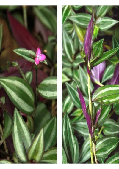 Videolu Beyaz Alacalı Telgraf Çiçeği 10-15 Cm Saksılı Çiçekli Bodur Bitkiler Tradescantia Albiflora
