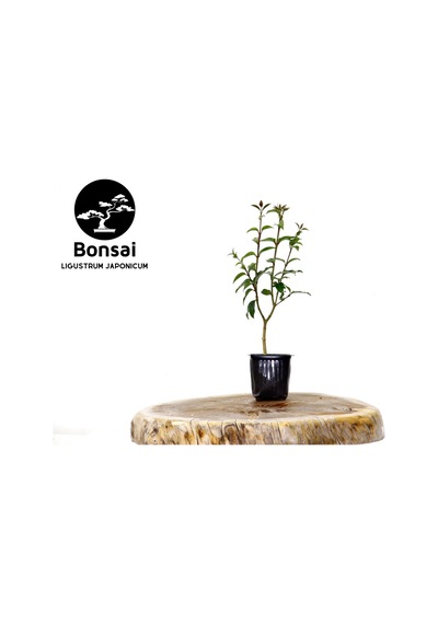 Bonsai Ligustrum Japonicum - Hediyelik 25-30 Cm