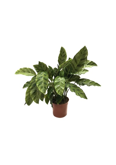 Calathea Albertii Dua Çiçeği