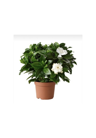 Videolu 1 Adet Hoş Kokulu Gardenya Çiçeği Ofis Bitkisi 25-35 Cm Saksılı Iç Mekan Bitki Gardenia