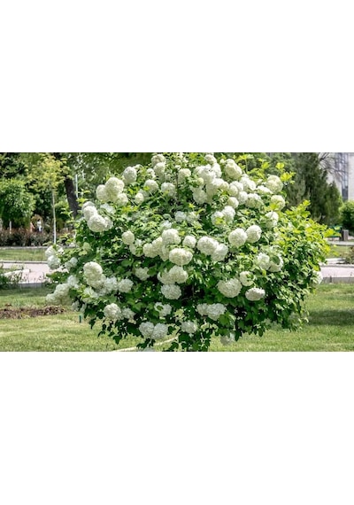 2 Yaş Parlak Kartopu Fidanı 40-60 Cm
