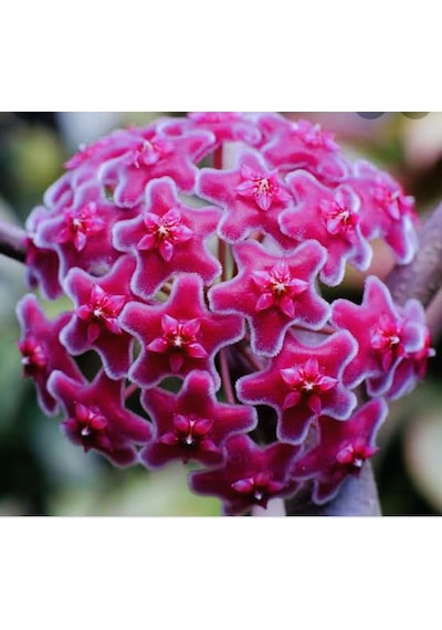 Hoya Carnosa Red  120-150 CM Kokulu Mum Çiçeği Bitkisi Kırmızı İnci