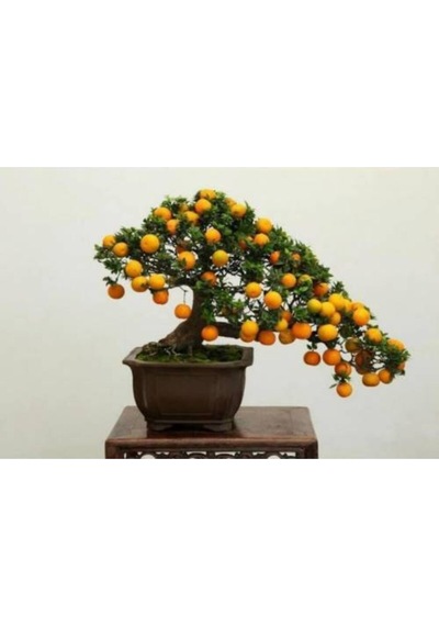 Portakal Ağacı Bonsai Tohumu