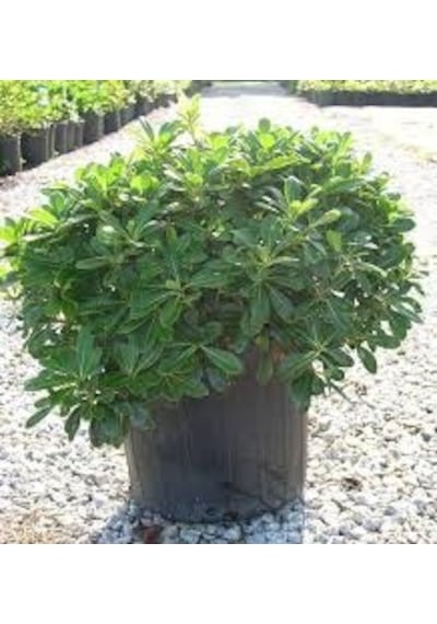 Pitos Porum Fidanı 25-30 Cm Tobira Nana