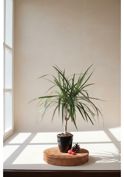 Dracaena Marginata